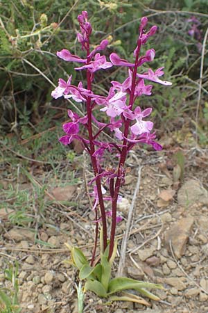 Orchis anatolica / Anatolian Orchid, Chios,  Mesta 2.4.2016 