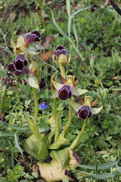 Ophrys basilissa / Royal Orchid, Chios,  Pirgi - Olymbi 17.3.2013 (Photo: Jan & Liesbeth Essink)