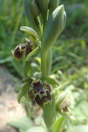 Ophrys bucephala \ Stierköpfige Ragwurz, Chios,  Viki 30.3.2016 