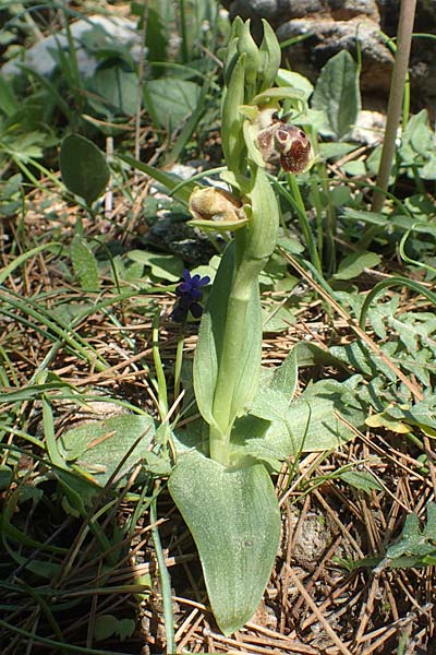 Ophrys bucephala \ Stierköpfige Ragwurz, Chios,  Viki 30.3.2016 
