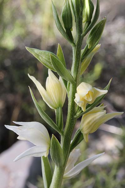 Cephalanthera epipactoides \ Gesporntes Waldvögelein / Eastern Hooded Helleborine, Spurred Helleborine, Chios,  Giannaki 30.4.2013 (Photo: Jan & Liesbeth Essink)