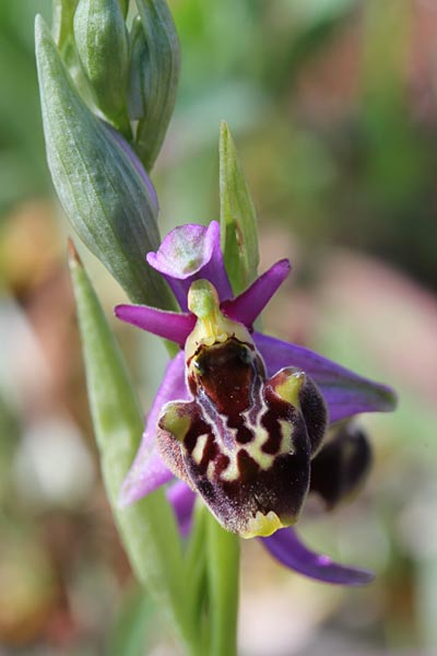 Ophrys homeri / Homer's Bee Orchid, Chios,  Vessa NE-Plateau 29.4.2013 (Photo: Jan & Liesbeth Essink)