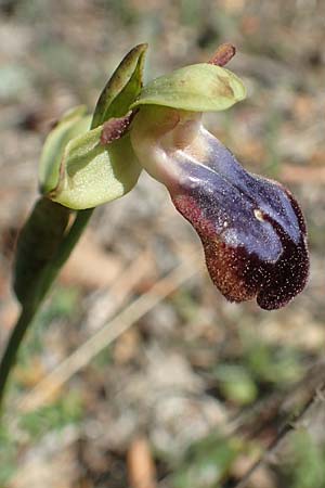 Ophrys iricolor \ Regenbogen-Ragwurz, Chios,  Sidirounda 30.3.2016 