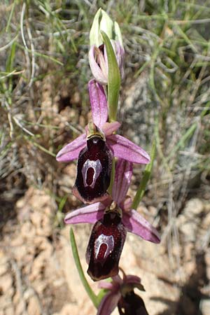 Ophrys labiosa \ Große Hufeisen-Ragwurz / Lipped Orchid, Chios,  Sidirounda 30.3.2016 