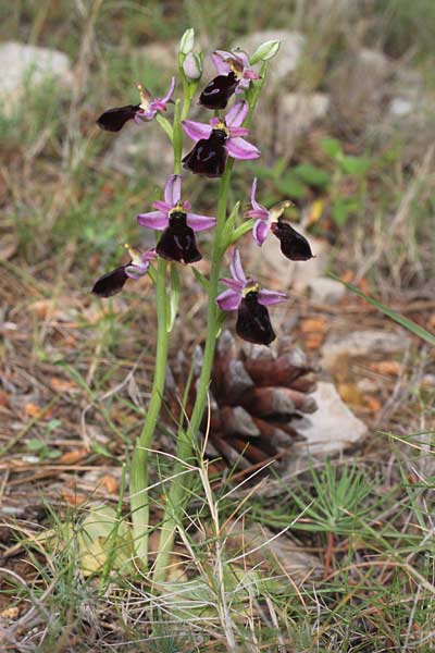 Ophrys labiosa \ Große Hufeisen-Ragwurz / Lipped Orchid, Chios,  Avgonima 7.4.2013 (Photo: Jan & Liesbeth Essink)