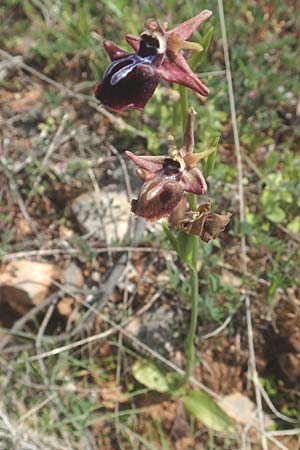 Ophrys mammosa / Mammosa Orchid, Chios,  Kato Fana 29.3.2016 