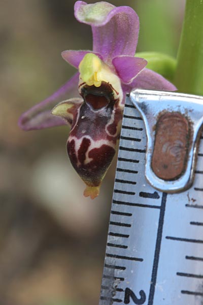 Ophrys masticorum \ Mastix-Ragwurz / Masticohoria Bee Orchid, Chios,  Olymbi - Kato Fana 10.4.2013 (Photo: Jan & Liesbeth Essink)