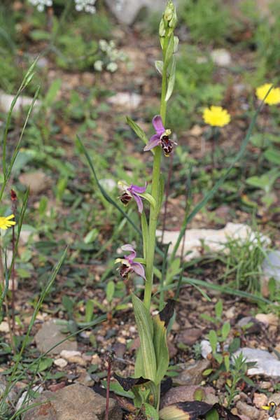 Ophrys masticorum \ Mastix-Ragwurz / Masticohoria Bee Orchid, Chios,  Olymbi - Kato Fana 10.4.2013 (Photo: Jan & Liesbeth Essink)