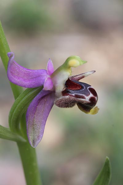 Ophrys masticorum \ Mastix-Ragwurz, Chios,  Olymbi - Kato Fana 10.4.2013 (Photo: Jan & Liesbeth Essink)