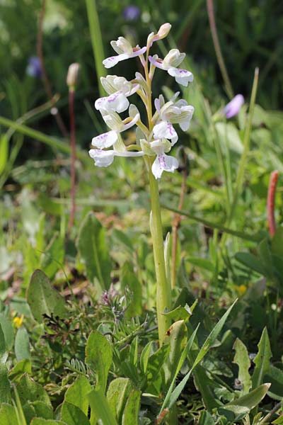 Anacamptis morio subsp. caucasica / Southern Caucasian Orchid, Chios,  Pirgi - Elata 2.4.2013 (Photo: Jan & Liesbeth Essink)