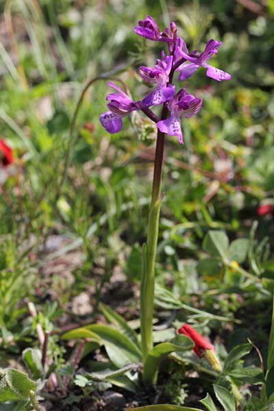 Anacamptis morio subsp. caucasica \ Südkaukasisches Knabenkraut, Chios,  Pirgi - Elata 2.4.2013 (Photo: Jan & Liesbeth Essink)