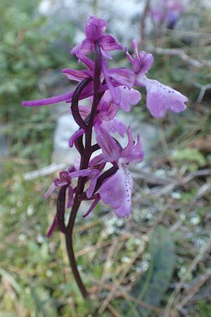 Orchis anatolica / Anatolian Orchid, Chios,  Viki 30.3.2016 