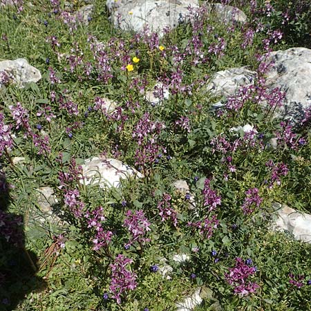 Orchis anatolica \ Anatolisches Knabenkraut / Anatolian Orchid, Chios,  Viki 31.3.2016 