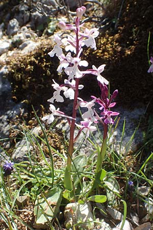 Orchis anatolica \ Anatolisches Knabenkraut / Anatolian Orchid, Chios,  Viki 31.3.2016 