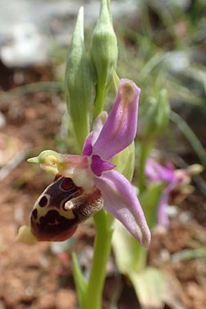 Ophrys calypsus \ Kalypso-Ragwurz / Calypso Bee Orchid, Chios,  Kalamoti 2.4.2016 