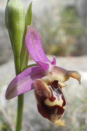 Ophrys calypsus \ Kalypso-Ragwurz / Calypso Bee Orchid, Chios,  Kalamoti 2.4.2016 