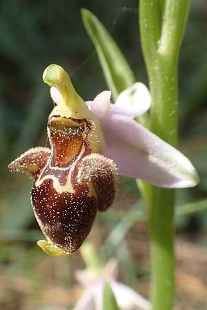 Ophrys heterochila \ Verschiedenlippige Ragwurz / Various-Lip Bee Orchid, Chios,  Viki 30.3.2016 