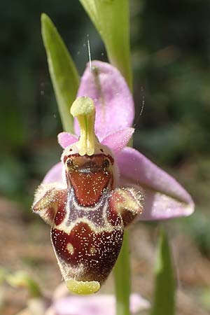 Ophrys heterochila \ Verschiedenlippige Ragwurz / Various-Lip Bee Orchid, Chios,  Viki 30.3.2016 