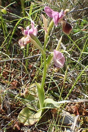 Ophrys leochroma \ Östliche Wespen-Ragwurz / Lion-Maned Orchid, Chios,  Kalamoti 2.4.2016 