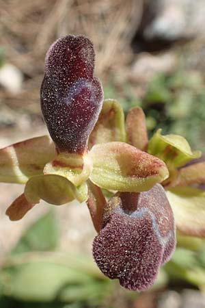 Ophrys omegaifera \ Omega-Ragwurz / Omega Bee Orchid, Chios,  Viki 30.3.2016 