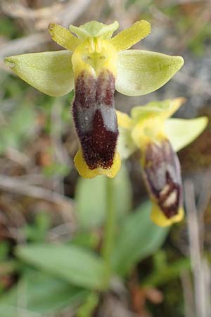 Ophrys phryganae / Phrygana Bee Orchid, Chios,  Emporios 29.3.2016 