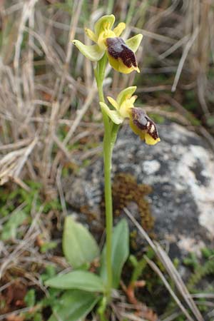 Ophrys phryganae / Phrygana Bee Orchid, Chios,  Emporios 29.3.2016 