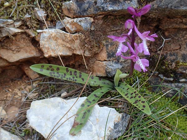 Orchis anatolica \ Anatolisches Knabenkraut / Anatolian Orchid, Chios,  Moni Agiou Markou 28.3.2016 