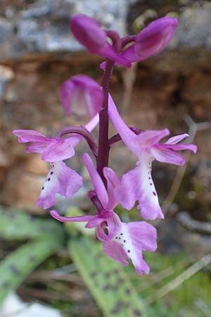 Orchis anatolica / Anatolian Orchid, Chios,  Moni Agiou Markou 28.3.2016 