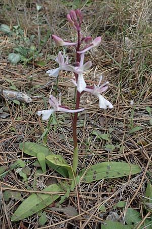 Orchis anatolica \ Anatolisches Knabenkraut / Anatolian Orchid, Chios,  Moni Agiou Markou 28.3.2016 