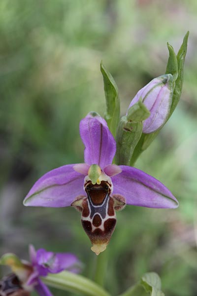 Ophrys orphanidea \ Orphanides-Ragwurz / Orphanides' Bee Orchid, Chios,  Elinda Bay 29.3.2013 (Photo: Jan & Liesbeth Essink)