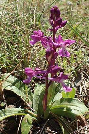 Orchis sezikiana / Sezik's Orchid, Chios,  Katavasi 30.3.2016 