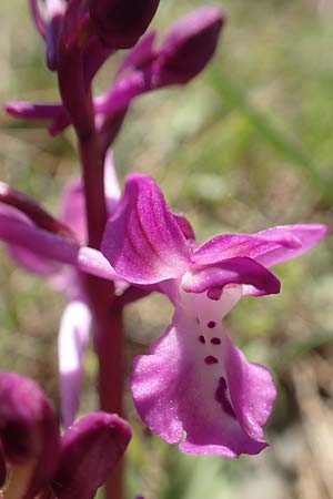 Orchis sezikiana / Sezik's Orchid, Chios,  Katavasi 30.3.2016 