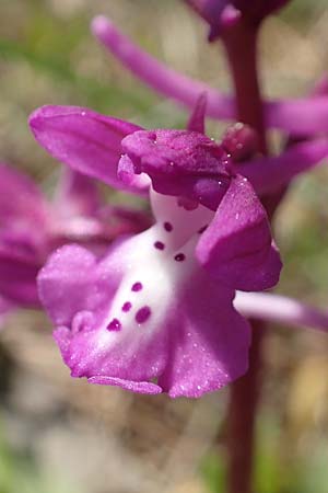 Orchis sezikiana \ Seziks Knabenkraut / Sezik's Orchid, Chios,  Katavasi 30.3.2016 