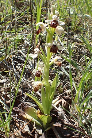 Ophrys umbilicata \ Nabel-Ragwurz, Chios,  Pirgi 29.3.2016 