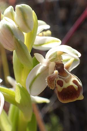 Ophrys umbilicata / Carmel Bee Orchid, Chios,  Pirgi 29.3.2016 