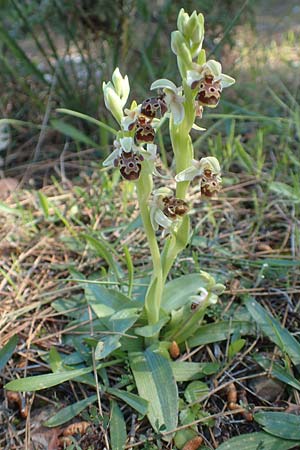 Ophrys umbilicata \ Nabel-Ragwurz, Chios,  Viki 30.3.2016 