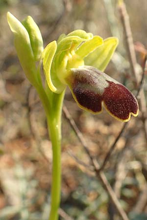 Ophrys parosica \ Paros-Ragwurz / Paros Orchid, Chios,  Mesta 29.3.2016 