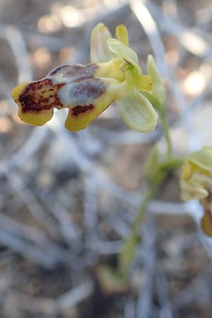 Ophrys parosica / Paros Orchid, Chios,  Mesta 29.3.2016 