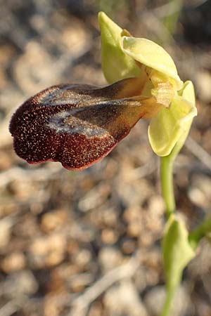 Ophrys parosica \ Paros-Ragwurz / Paros Orchid, Chios,  Mesta 29.3.2016 