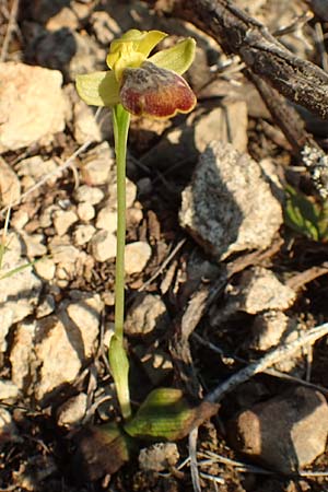 Ophrys parosica \ Paros-Ragwurz, Chios,  Mesta 29.3.2016 