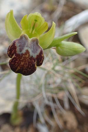 Ophrys parosica / Paros Orchid, Chios,  Mesta 2.4.2016 