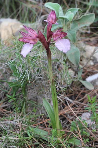 Anacamptis papilionacea subsp. aegaea \ Östliches Schmetterlings-Knabenkraut / Pink Butterfly Orchid, Chios,  Sidirounda Turm/tower 19.3.2013 (Photo: Jan & Liesbeth Essink)