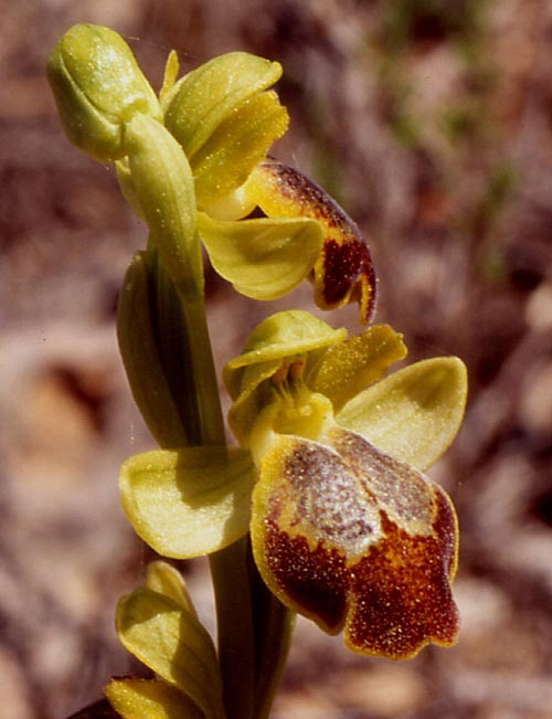 Ophrys parosica \ Paros-Ragwurz, Chios,  Kato Fana 15.4.2005 (Photo: John Spencer)