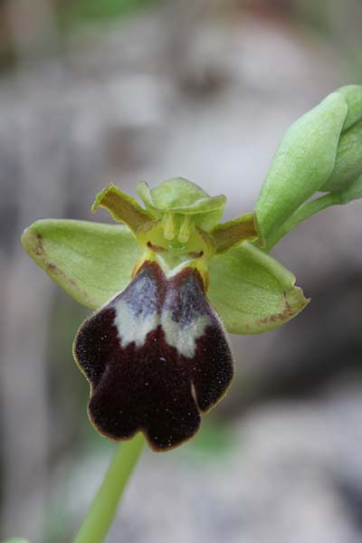 Ophrys pelinaea \ Pelinaion-Ragwurz / Pelinaio's Bee Orchid, Chios,  Pirgi - Olymbi 17.3.2013 (Photo: Jan & Liesbeth Essink)