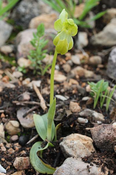 Ophrys pelinaea / Pelinaio's Bee Orchid (forma chlorantha), Chios,  Kato Fana 13.3.2013 (Photo: Jan & Liesbeth Essink)