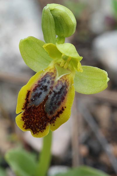 Ophrys phaseliana \ Phaselis-Ragwurz / Phaselis Orchid, Chios,  Pirgi - Kato Fana 27.3.2013 (Photo: Jan & Liesbeth Essink)