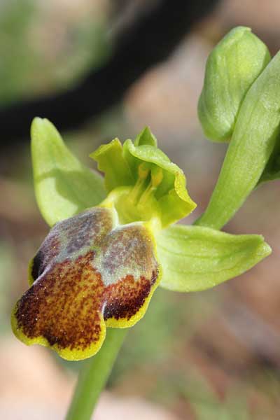 Ophrys phaseliana \ Phaselis-Ragwurz / Phaselis Orchid, Chios,  Olymbi - Kato Fana 18.3.2013 (Photo: Jan & Liesbeth Essink)