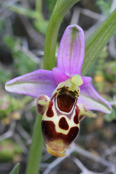 Ophrys phrygia \ Phrygische Ragwurz / Phrygian Bee Orchid, Chios,  Fyta 4.5.2013 (Photo: Jan & Liesbeth Essink)