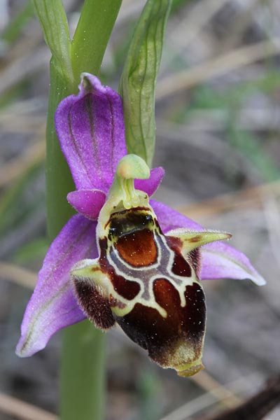 Ophrys phrygia \ Phrygische Ragwurz / Phrygian Bee Orchid, Chios,  Fyta 4.5.2013 (Photo: Jan & Liesbeth Essink)
