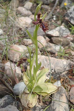 Ophrys regis-ferdinandii \ König-Ferdinand-Ragwurz / King-Ferdinand Bee Orchid, Chios,  Kato Fana 29.3.2016 